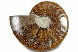 Polished Ammonite (Cleoniceras) Fossil - Madagascar #283356-1